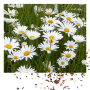 Marguerite 