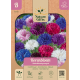 Kornblomst/Dobbeltblomstret blanding