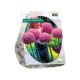 Allium Gladiator stk 3