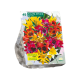 Tulipan speciel blanding stk 40