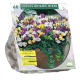 Botanisk krokus, ass stk 60