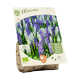 Muscari blanding, ass. stk 20 