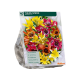 Tulipan speciel blanding stk 40