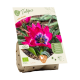 Tulipan Little Beauty stk 7