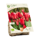 Tulipan Red Impression stk 5