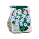 Ipheion stk 100