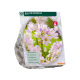 Allium Roseum stk 100