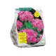 Allium Roseum stk 100