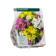 Blandet Allium stk 100