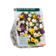 Botanisk krokus, ass stk 60
