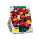 Dobbelt tulipan, ass stk 15
