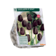 Tulipan Queen of Night stk 10