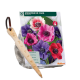 Fransk anemone, ass stk 30 + gratis løgplantepind