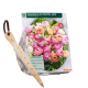 Ranunculus pastel + gratis løgplantepind