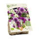 Allium blandet, ass stk 17