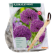 Allium Purple Sensation stk 15 + gratis løgplanter