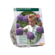 Allium Gladiator stk 3