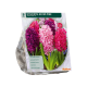 Duftende hyacint, rosa ass stk 9