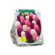 Duftende hyacint, rosa ass stk 9
