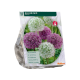 Allium hvid/lila blandet, ass. stk 15