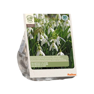 Galanthus & Klaver per 20