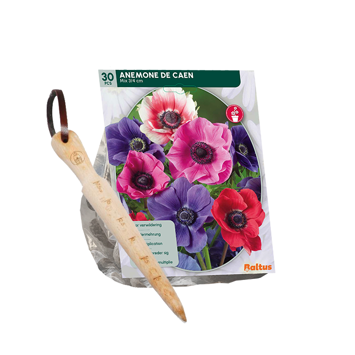Fransk anemone, ass stk 30 + gratis løgplantepind main product photo