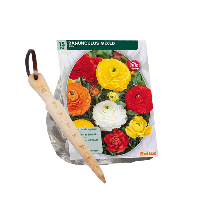 Kæmpe ranunkel, ass stk 15 + gratis løgplantepind main product photo