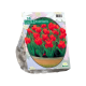 Lav tulipan Zwanenburg stk 30