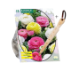 Ranunculus pastel + gratis løgplantepind