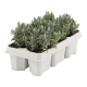 Lavendel stk 6