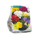 Dobbeltblomstrende Freesia stk 50