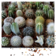 Kaktus blanding