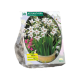 Abyssinisk Gladiolus stk 30