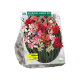 Vinterhårdfør gladiolus stk 30