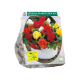 Storblomstrende begonia stk 5