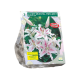 Orientalsk lilje "Muscadet" stk 5