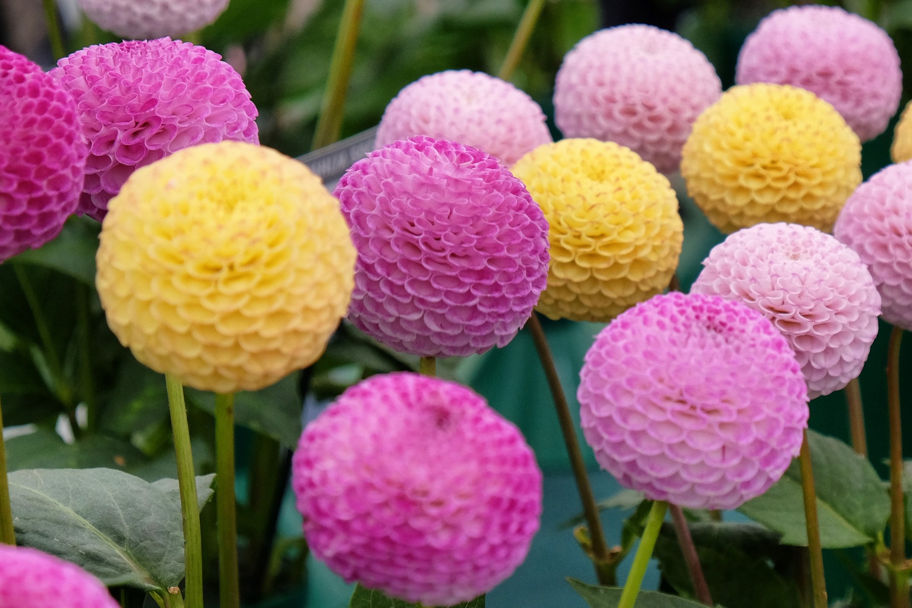 DUBBELBLOEMIGE FREESIA'S - ART 13